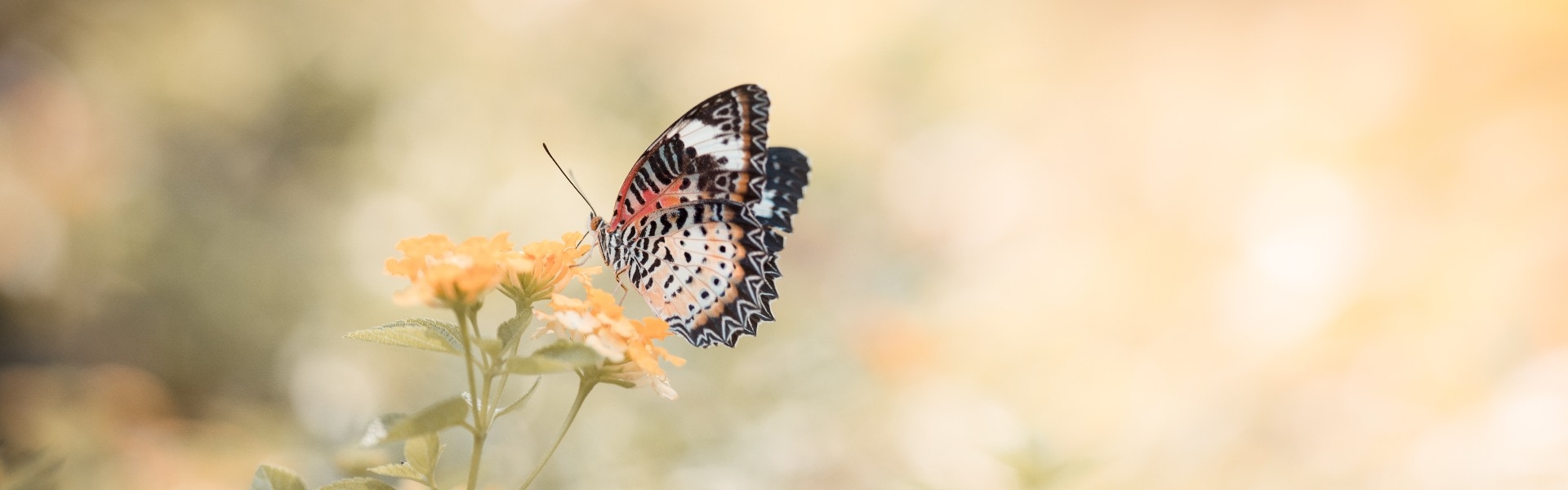 Nature of butterfly and flower in garden using as background butterflies day cover page or banner template brochure landing page wallpaper design